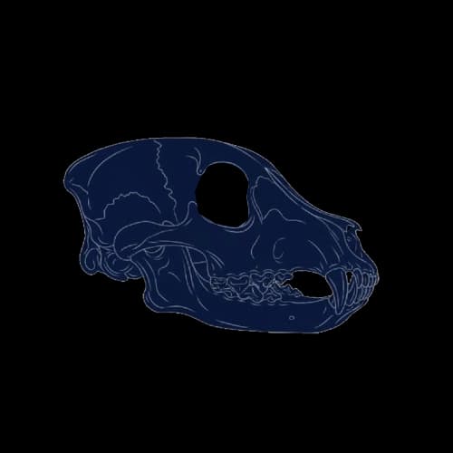 animal-skull